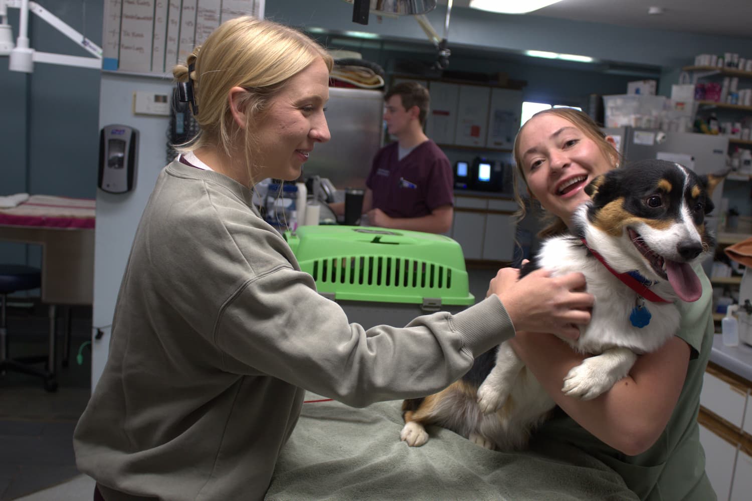 Veterinary Technicians by the Numbers: Past, Present, and Future